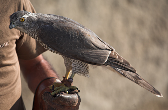 Astor (Accipiter gentilis)