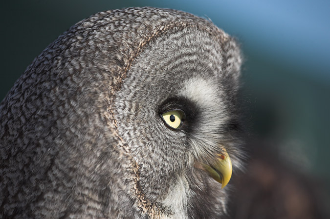 Gamarús de Lapònia, (Strix nebulosa) 1de2