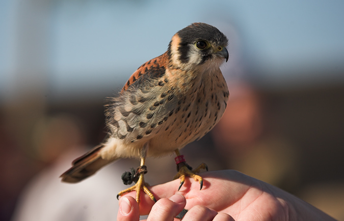 Xoriguer americà (Falco sparverius)