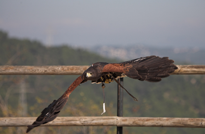 Harris hawk (Parabuteo unicintus)