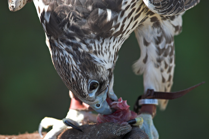 Falcó sagrat  (Falco cherrug)
