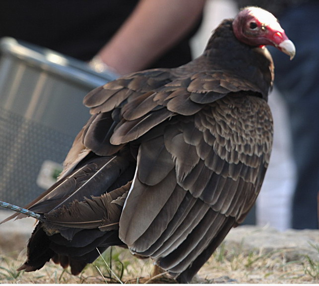 Jote de cap Colorado (Cathartes aura) 18/26