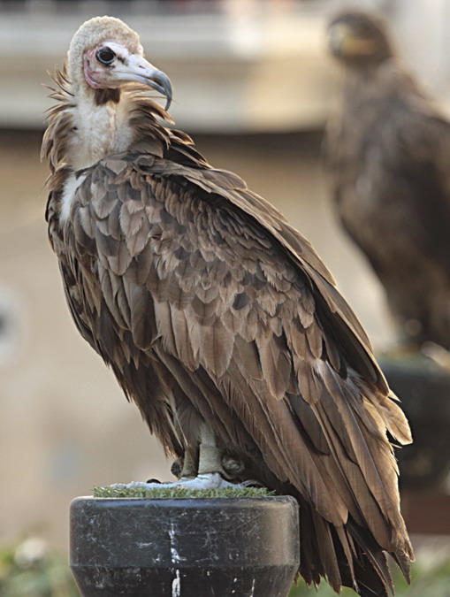 L'aufrany ombrívol (Necrosyrtes monachus) 20/26