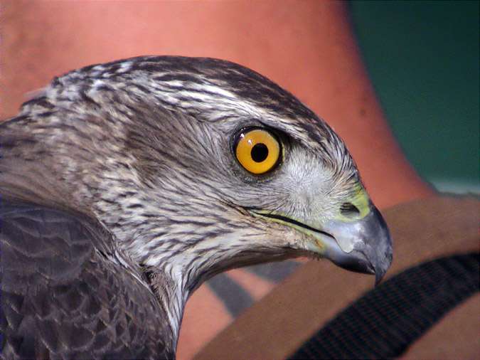 Femella d'astor, azor (Accipiter gentilis)