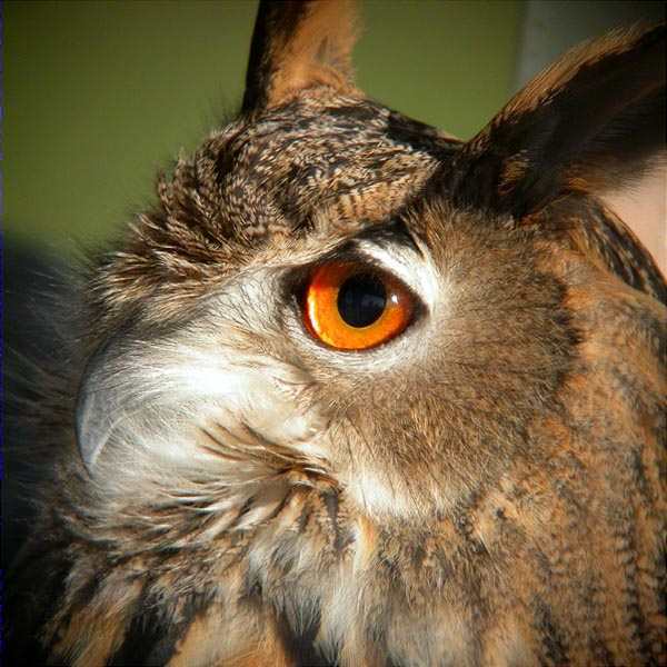 Duc, Buho real (Bubo bubo)