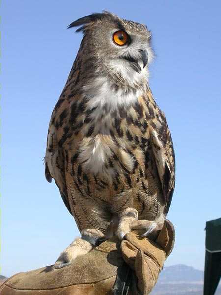 Duc, Buho real (Bubo bubo)