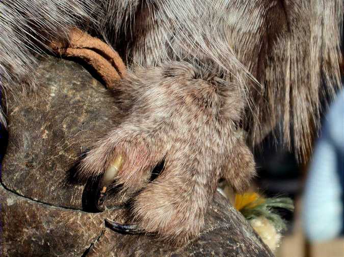 Detall ma de gamarús de Lapònia (Strix nebulosa)