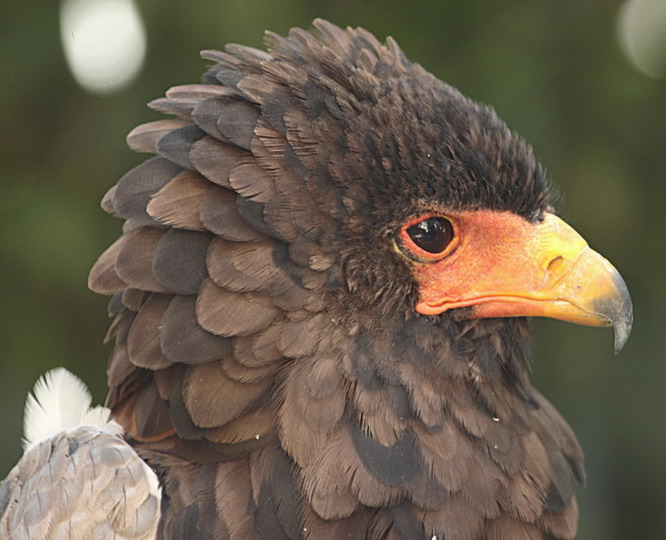 Àguila Volatinera Bateleur (Terathopius ecaudatus) 5/26