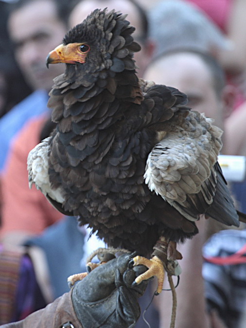 Àguila Volatinera Bateleur (Terathopius ecaudatus) 6/26