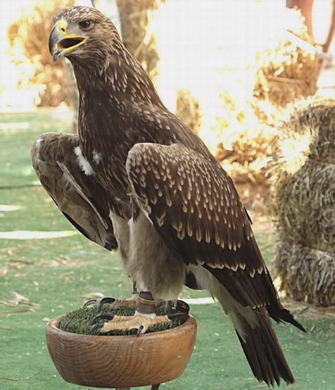 Àguila cridanera, Aquila clanga 4/26