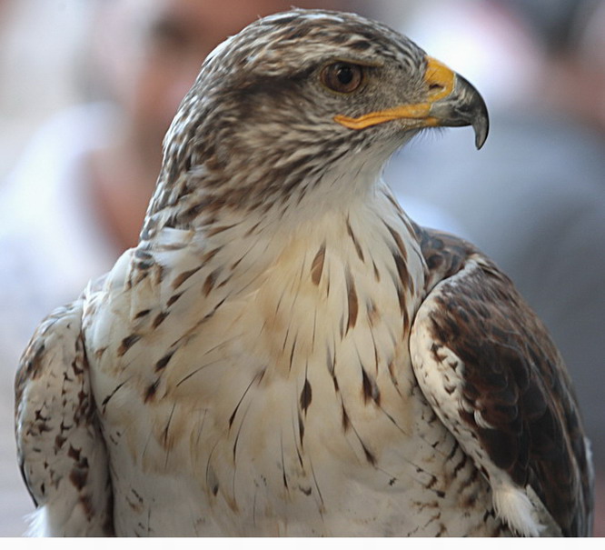 Àliga perdiguera (Aquila fasciata) 7/26