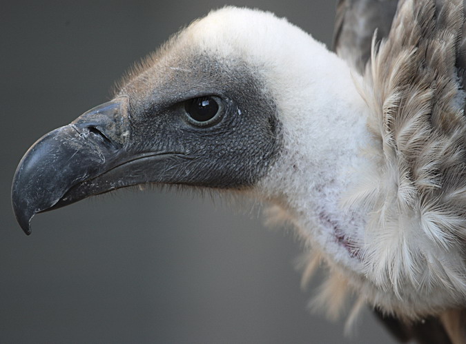 Voltor (Gyps fulvus) 23/26