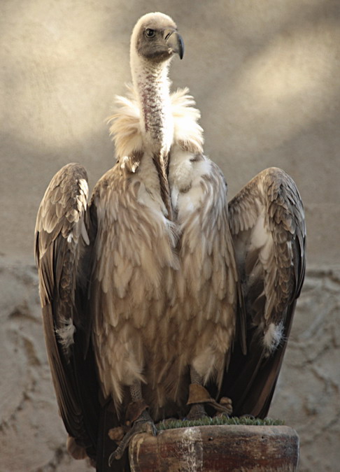 Voltor (Gyps fulvus) 24/26