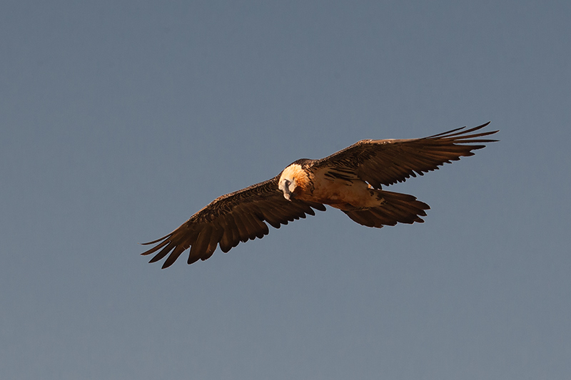 Trencalòs (Gypaetus barbatus)