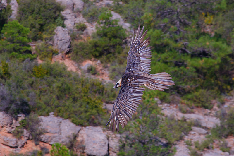 Trencalòs (Gypaetus barbatus)