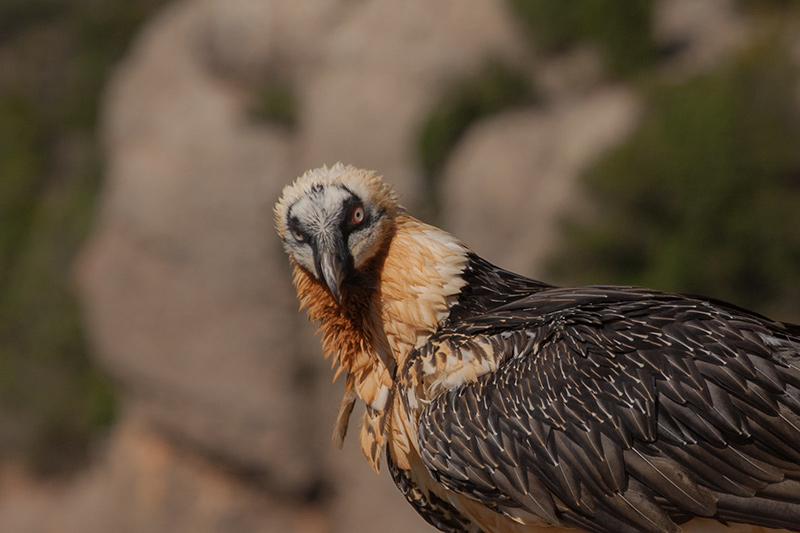 Trencalòs (Gypaetus barbatus).19de19