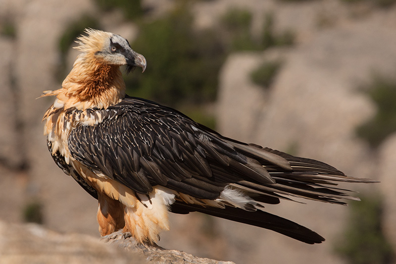 Trencalòs (Gypaetus barbatus)