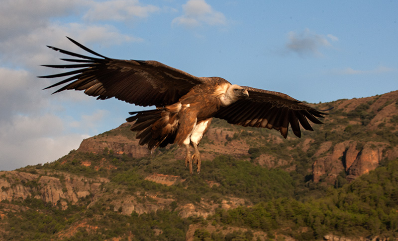 Voltor comú (Gyps fulvus)