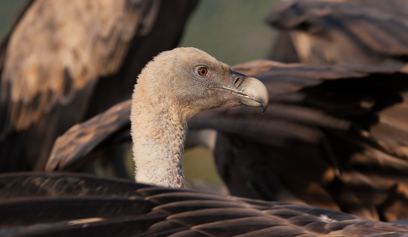 Voltor comú (Gyps fulvus)