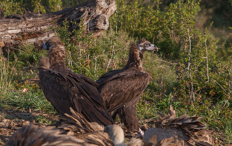 Voltor negre (Aegypius monachus)