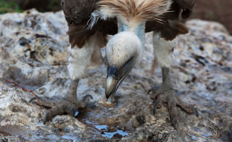 Voltor comú (Gyps fulvus)