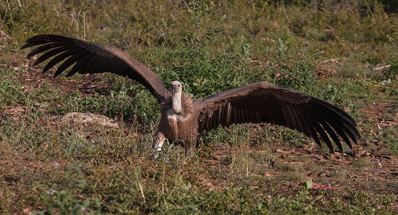 Voltor comú (Gyps fulvus)