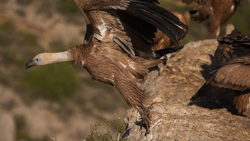 Voltor comú (Gyps fulvus)