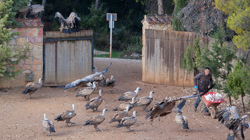 Voltor comú (Gyps fulvus)