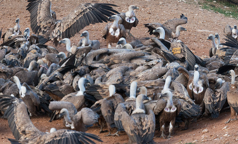 Voltor comú (Gyps fulvus)