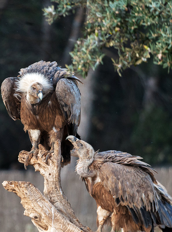 Voltor comú (Gyps fulvus)