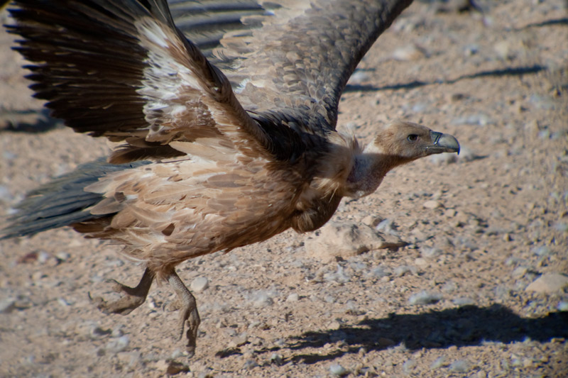 Voltors.Gyps fulvus