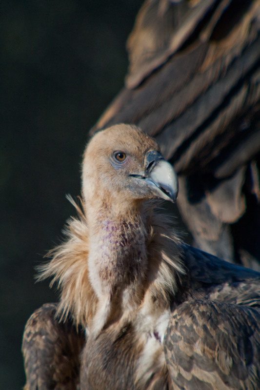 Voltors.Gyps fulvus