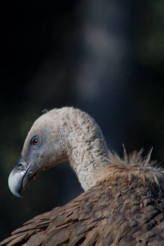 Voltors.Gyps fulvus