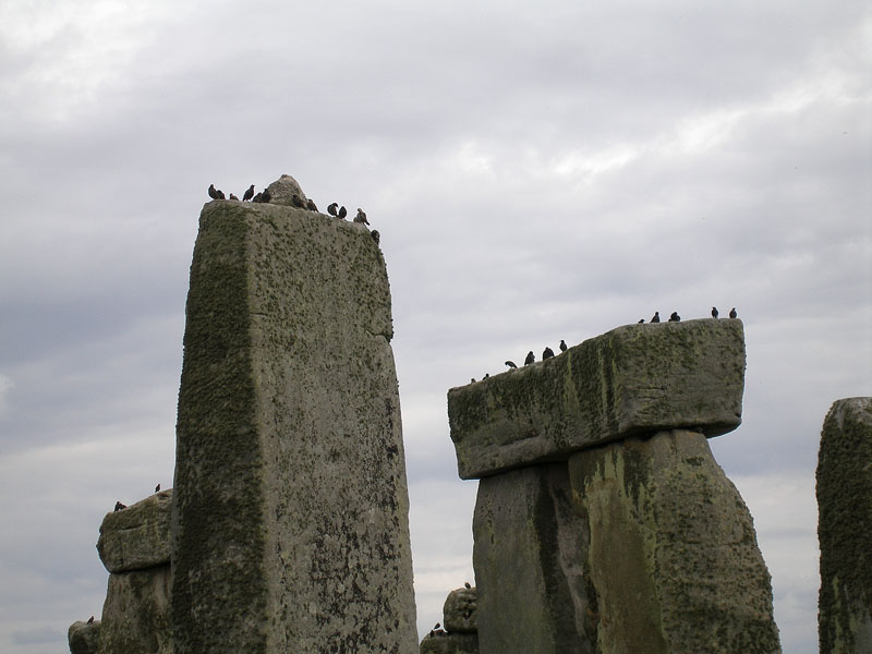 Stonehenge 3/3 (Còrvids al monument)