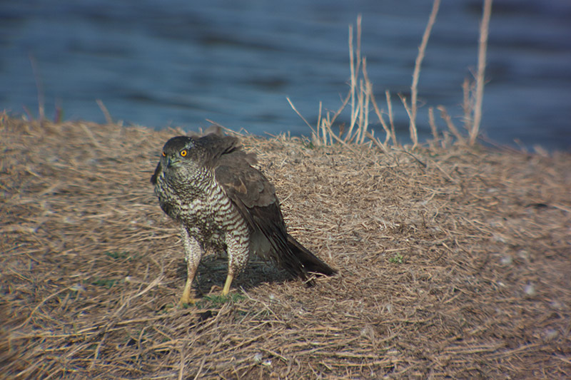 Astor (Accipiter Gentilis)