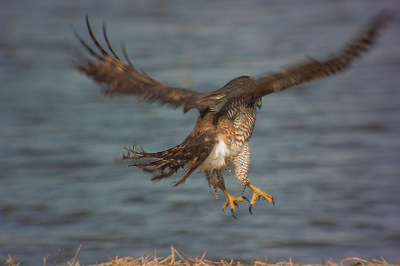 Astor (Accipiter Gentilis)