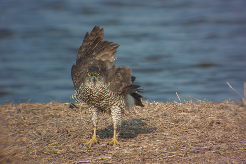 Astor (Accipiter Gentilis)