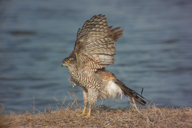 Astor (Accipiter Gentilis) 11de11