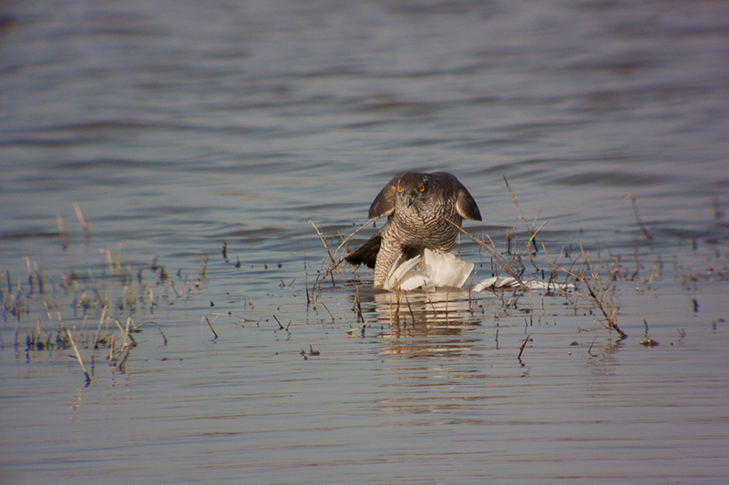 Astor (Accipiter Gentilis)