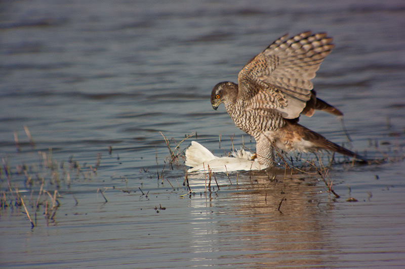 Astor (Accipiter Gentilis)