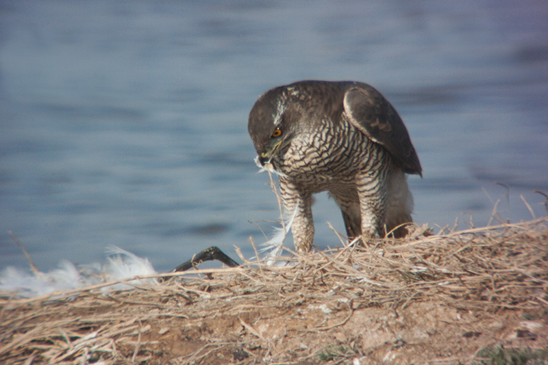 Astor (Accipiter Gentilis)