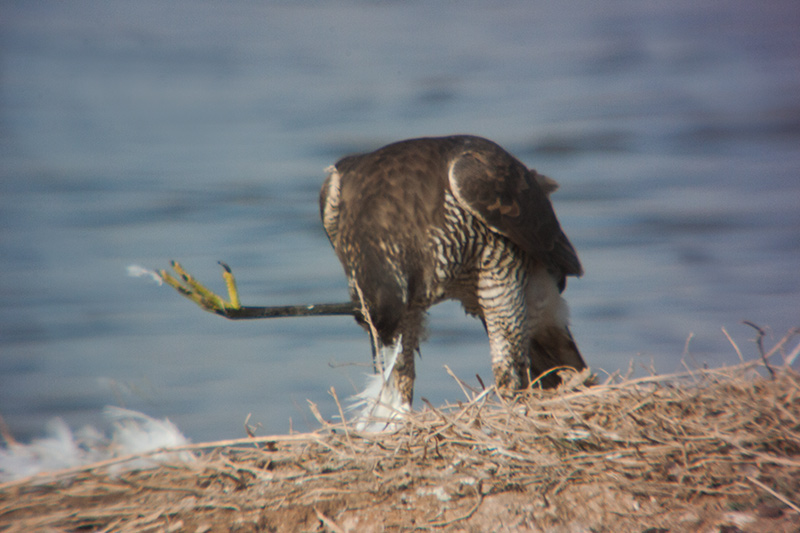 Astor (Accipiter Gentilis)