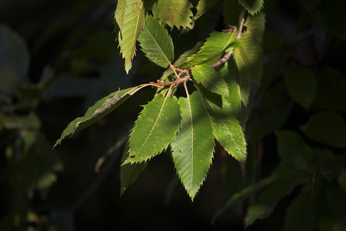 Castanyer fulles ( Castanea sativa) 3de3