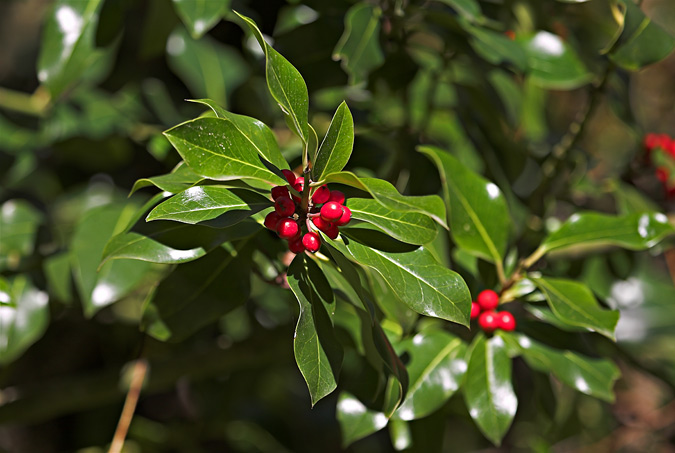 Grèvol. Ilex aquifolium. 2de2