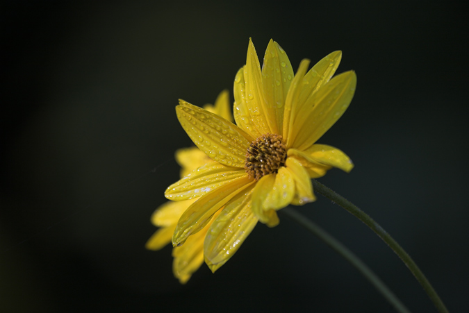 Nyàmera (Helianthus tuberosus)