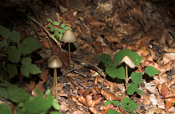 Panaeolus campanulatus