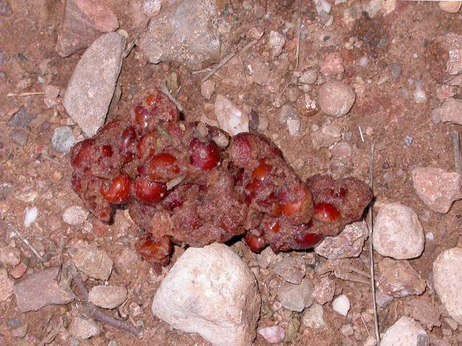 Excrement de fagina ( Martes foina)