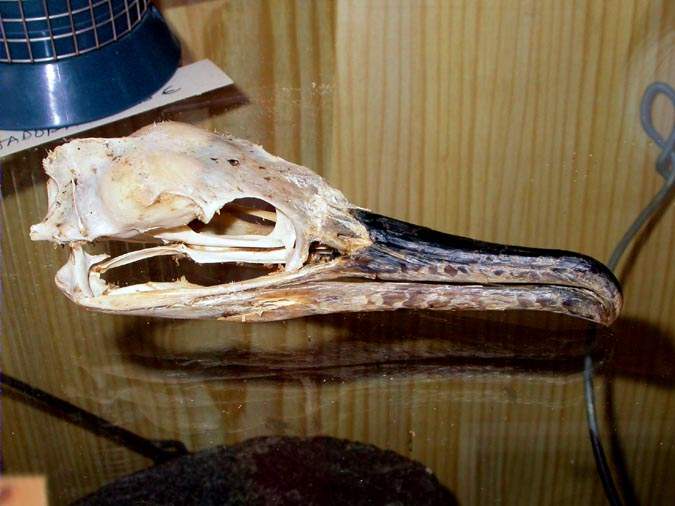 Crani de gavià argentat de potes grogues (Larus michaelis)