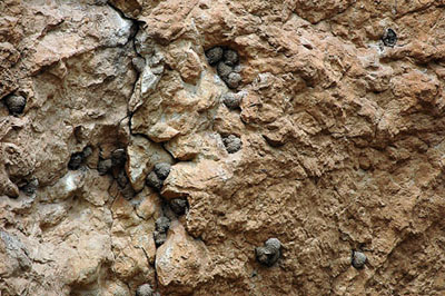 Nius d'Oreneta cuablanca (Delichon urbicum)