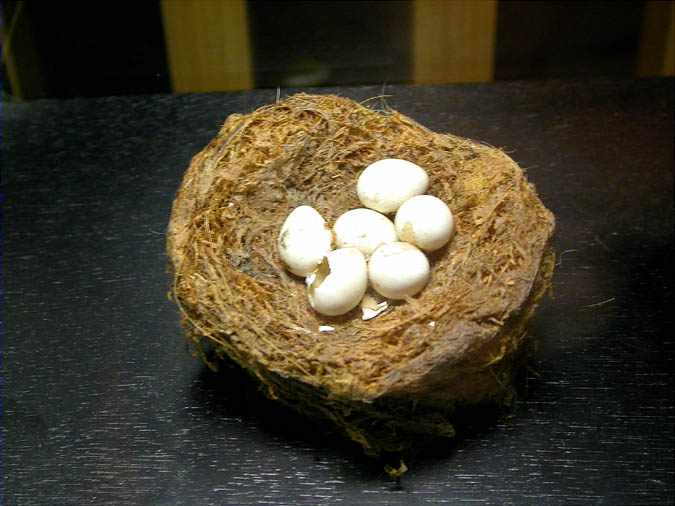 Niu i ous de mallarenga carbonera (Parus major)